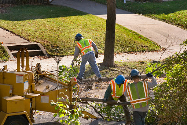 Professional Tree Removal and Landscaping Services in The Hills, NJ